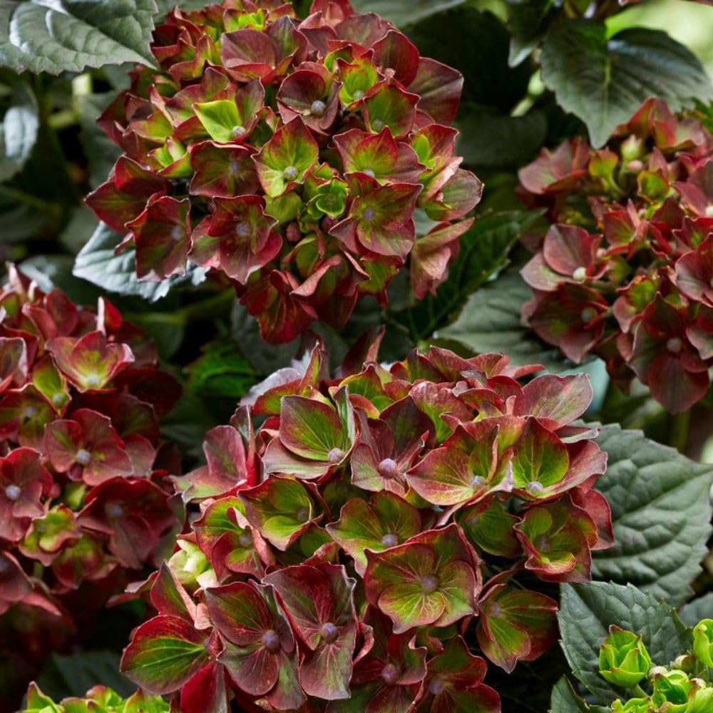 Thompson and Morgan Hydrangea Black Knight Plant Pot 2L Image 2