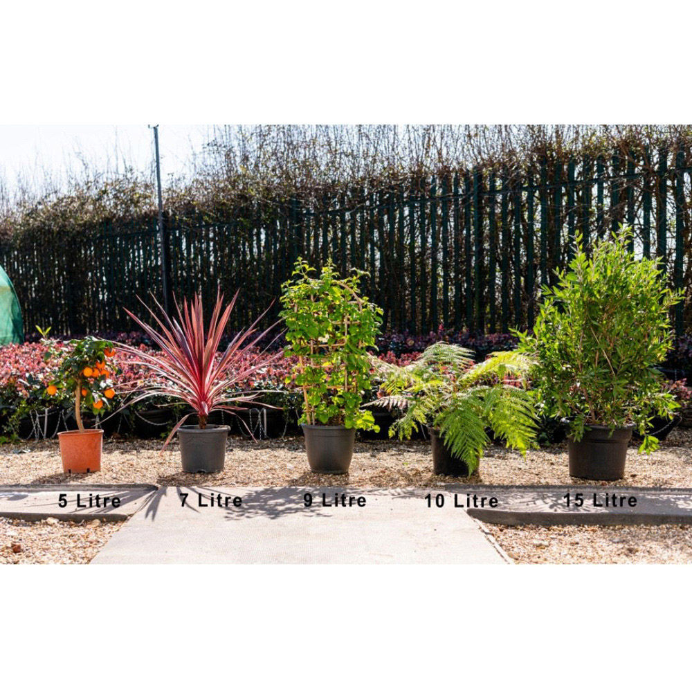 Thompson and Morgan Rubus Raspberry Tree Hararasp with 5L Pot 2 Pack Image 5