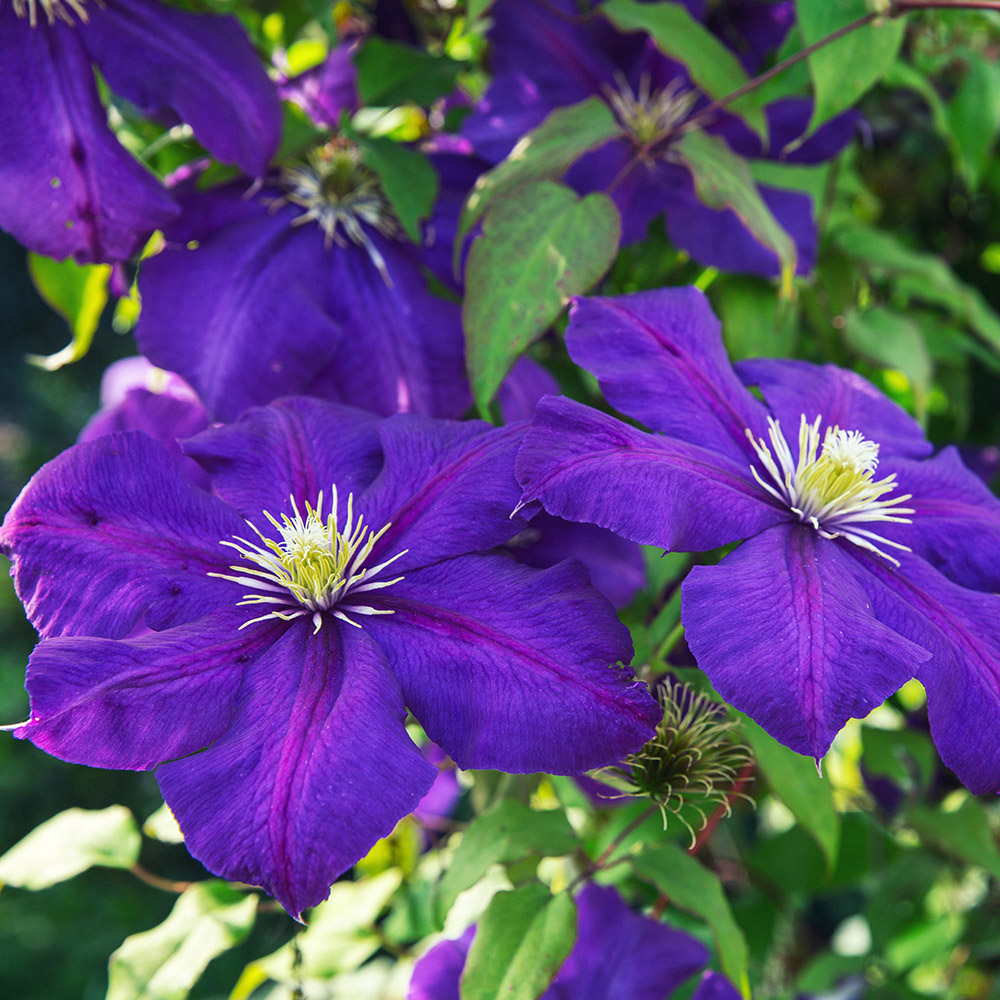 YouGarden Clematis Summer Collection Plant Pot 9cm 3 Pack Image 3
