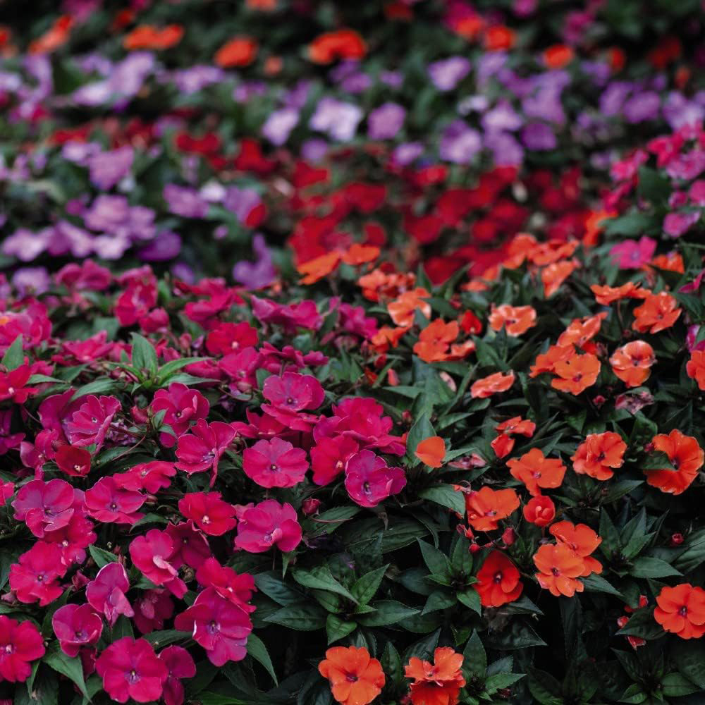 Thompson and Morgan Nurserymans Summer Favourites Garden Ready Plant 30 Pack Image 4