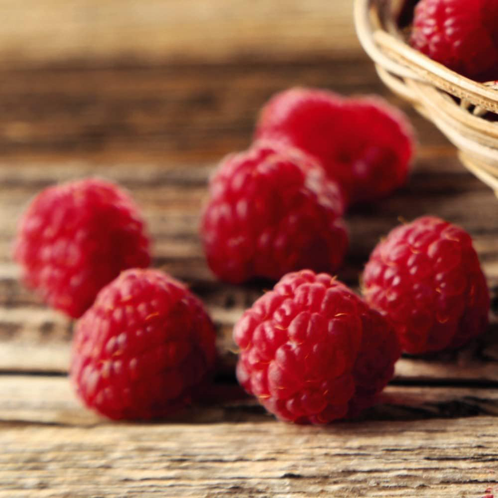 Thompson & Morgan Organic Raspberry Autumn Bliss Potted Plant 2L Image 4