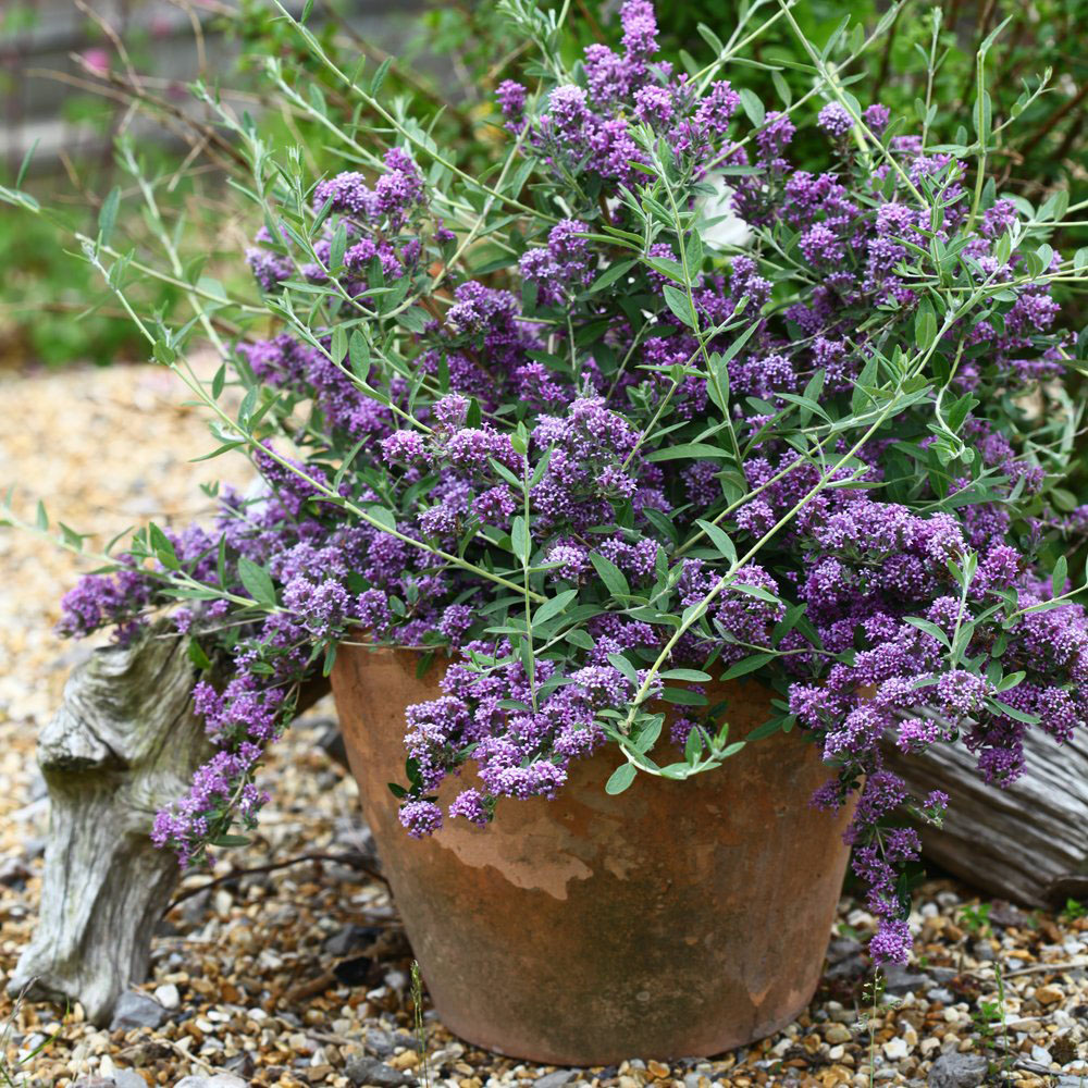 Thompson and Morgan Buddleja Alternifolia Unique Plant Pot 3.6L Image 2