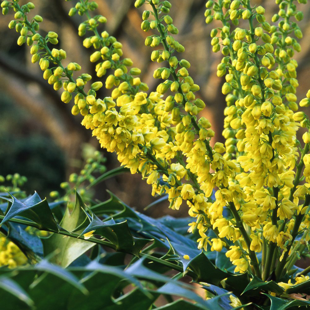 Thompson and Morgan Mahonia Winter Sun Potted Plant 9cm 2 Pack Image 2