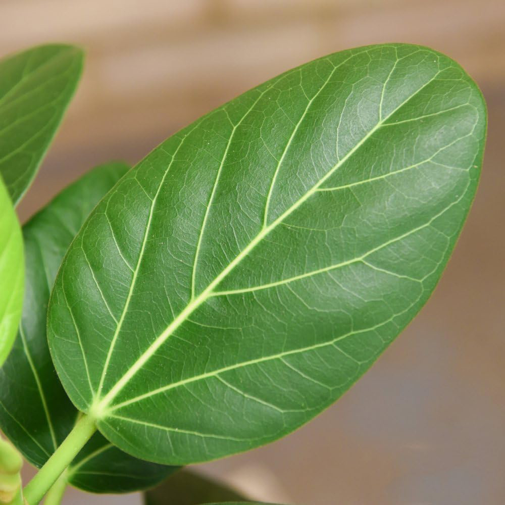 Thompson and Morgan Ficus Benghalensis Audrey Braided Stem Plant Pot 27cm Image 4