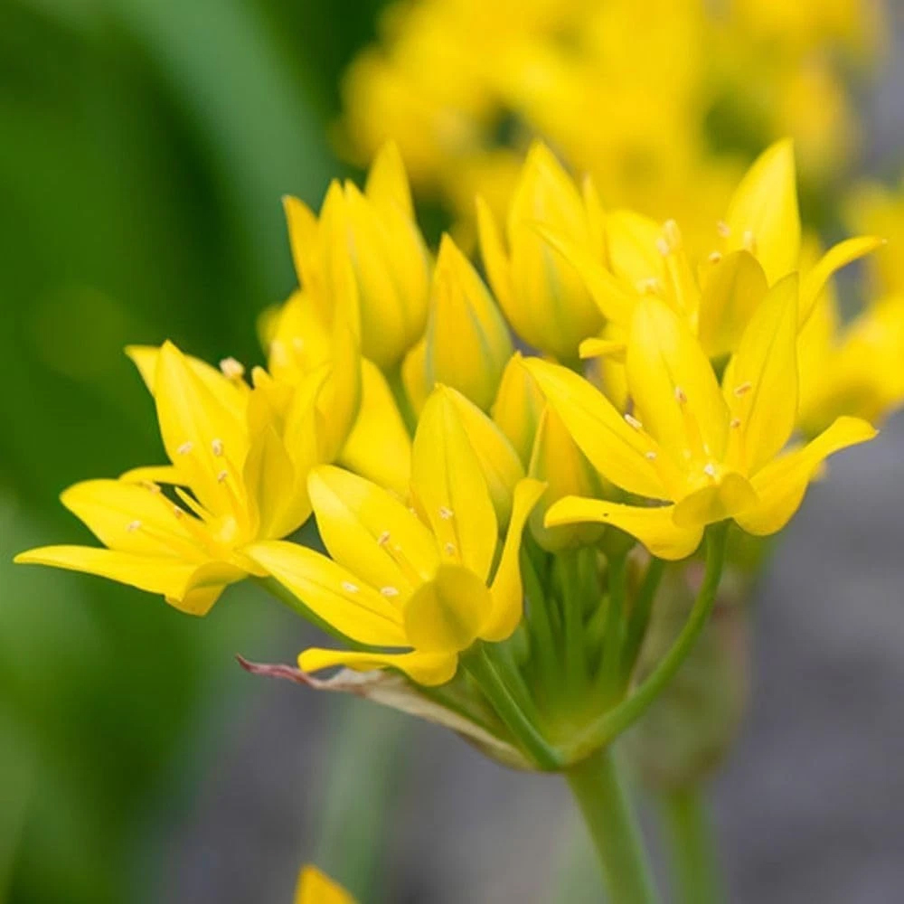 Thompson and Morgan Harmony Collection Spring Planting Bulb 200 Pack Image 2