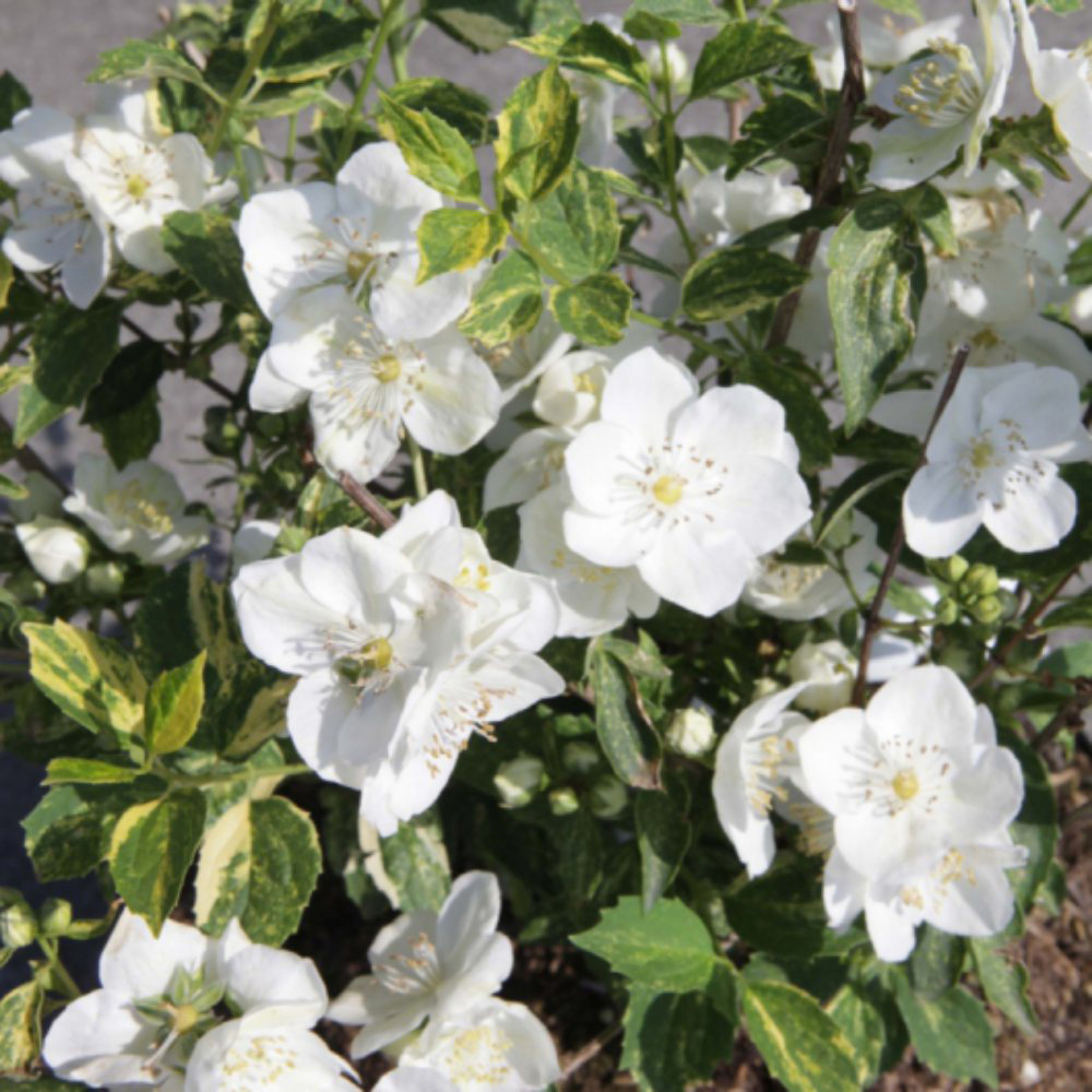 Thompson and Morgan Philadelphus Innocence Plant Pot 3.6L Image 2