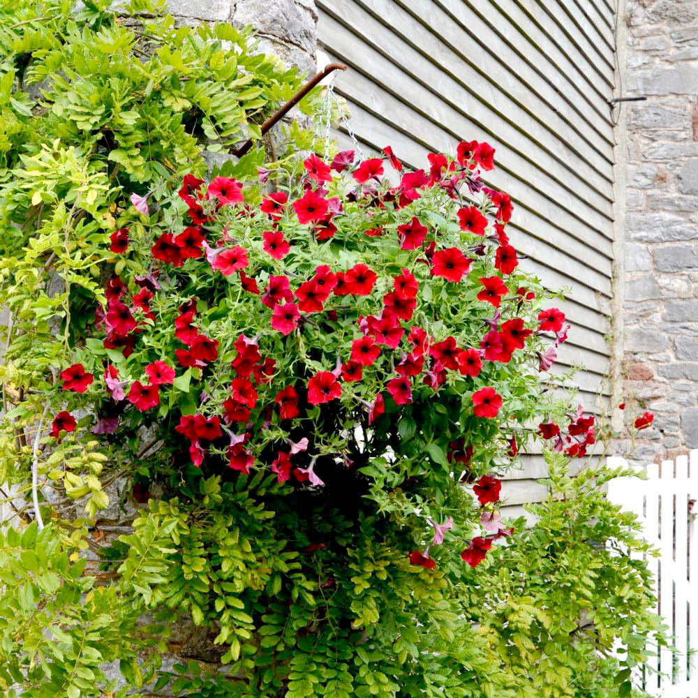 Thompson and Morgan Petunia Purple Trailing Surfinia Postiplug Plant 10 Pack Image 3