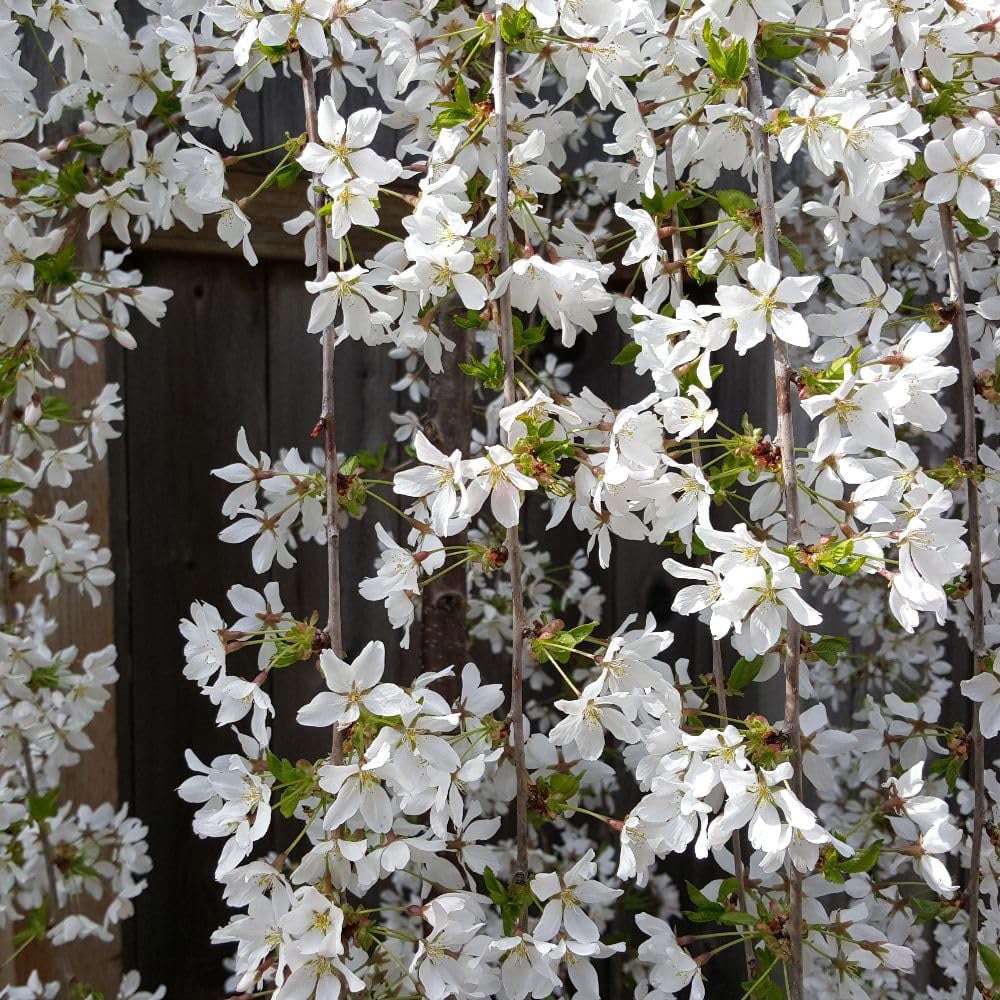 Thompson and Morgan Prunus Snow Fountains Plant in Pot 3.6L Image 2