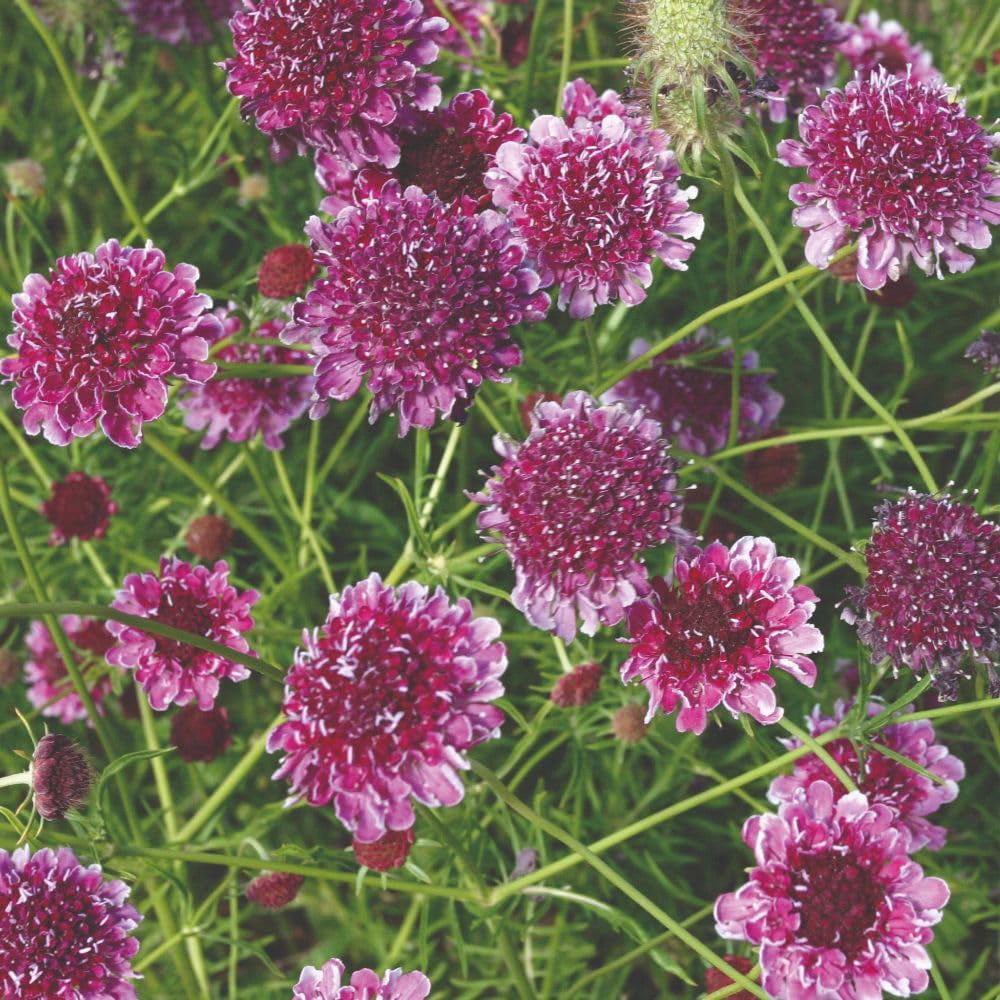 Thompson and Morgan Scabious Beaujolais Bonnets Seed Packet Image 2