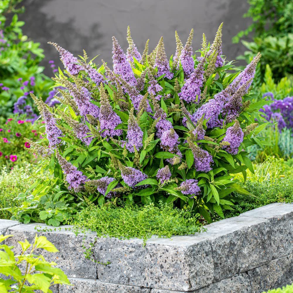 Thompson and Morgan Buddleja Butterfly Candy Little Lilia Plant Pot 9cm Image 3