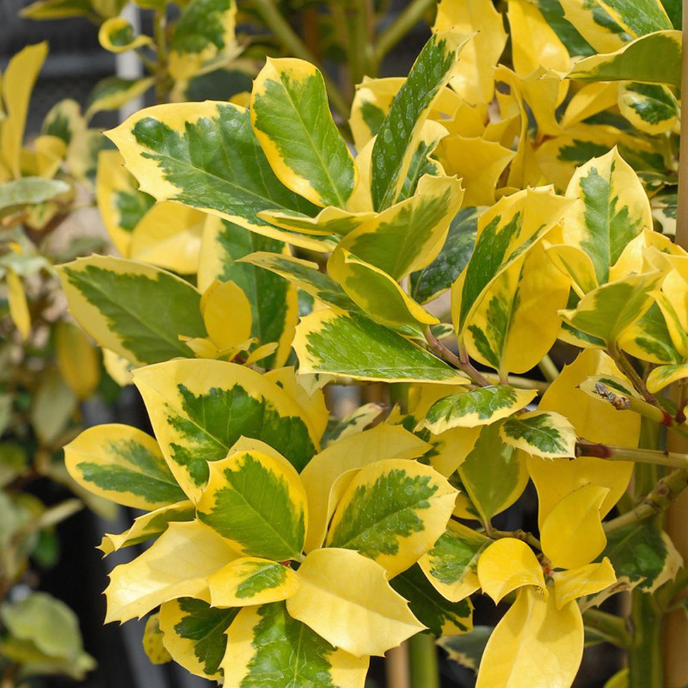 Thompson and Morgan Ilex Holly Altaclerensis Golden King Plant Pot 9cm Image 2