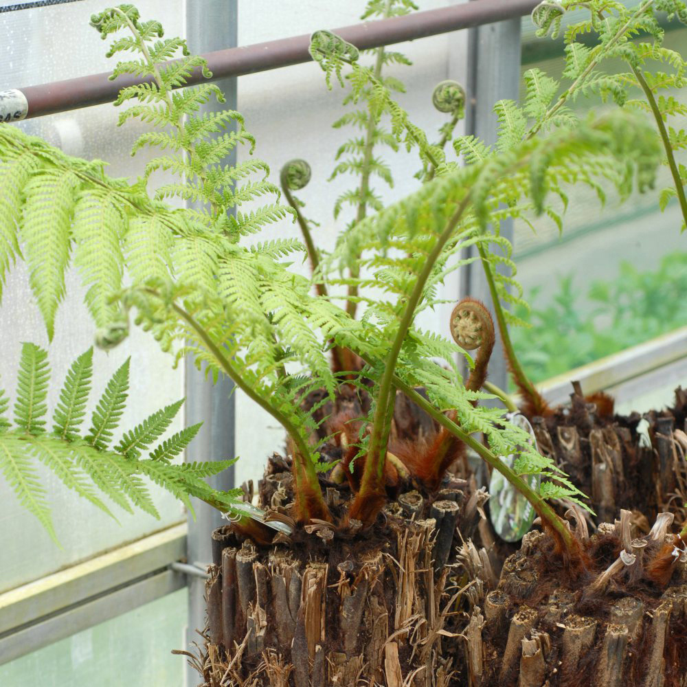 Thompson and Morgan Fern Tree Dicksonia Antarctica Plant Pot 2L Image 2