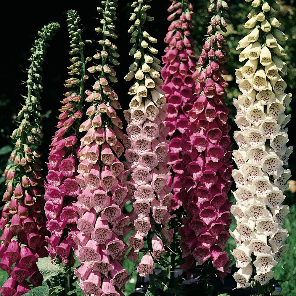 Thompson and Morgan Digitalis Foxglove Excelsior Garden Ready Plant 15 Pack Image 2