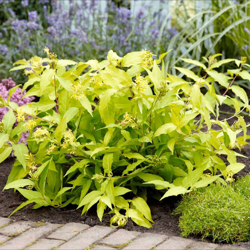 Thompson and Morgan Diervilla Rivularis Honeybee Plant Pot 2L Image 2