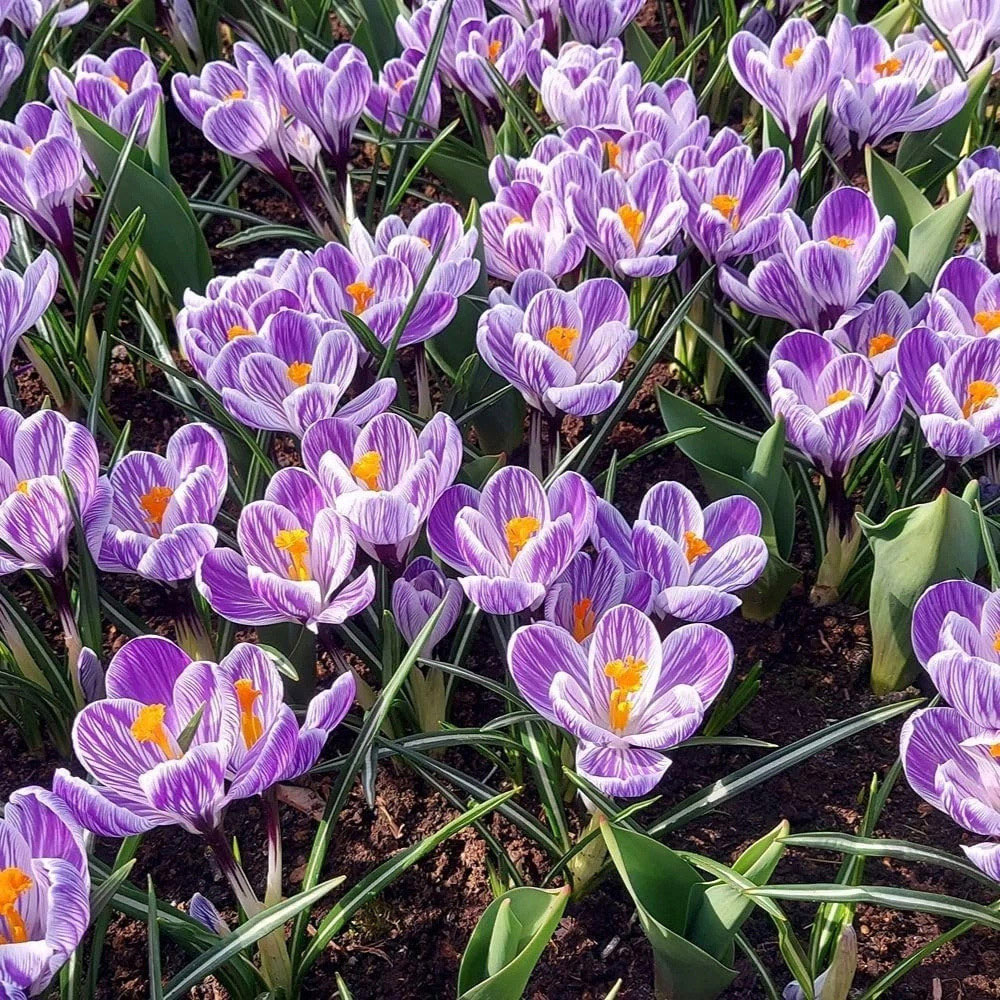 Thompson and Morgan Crocus vernus Pickwick Planting Bulb 80 Pack Image 2