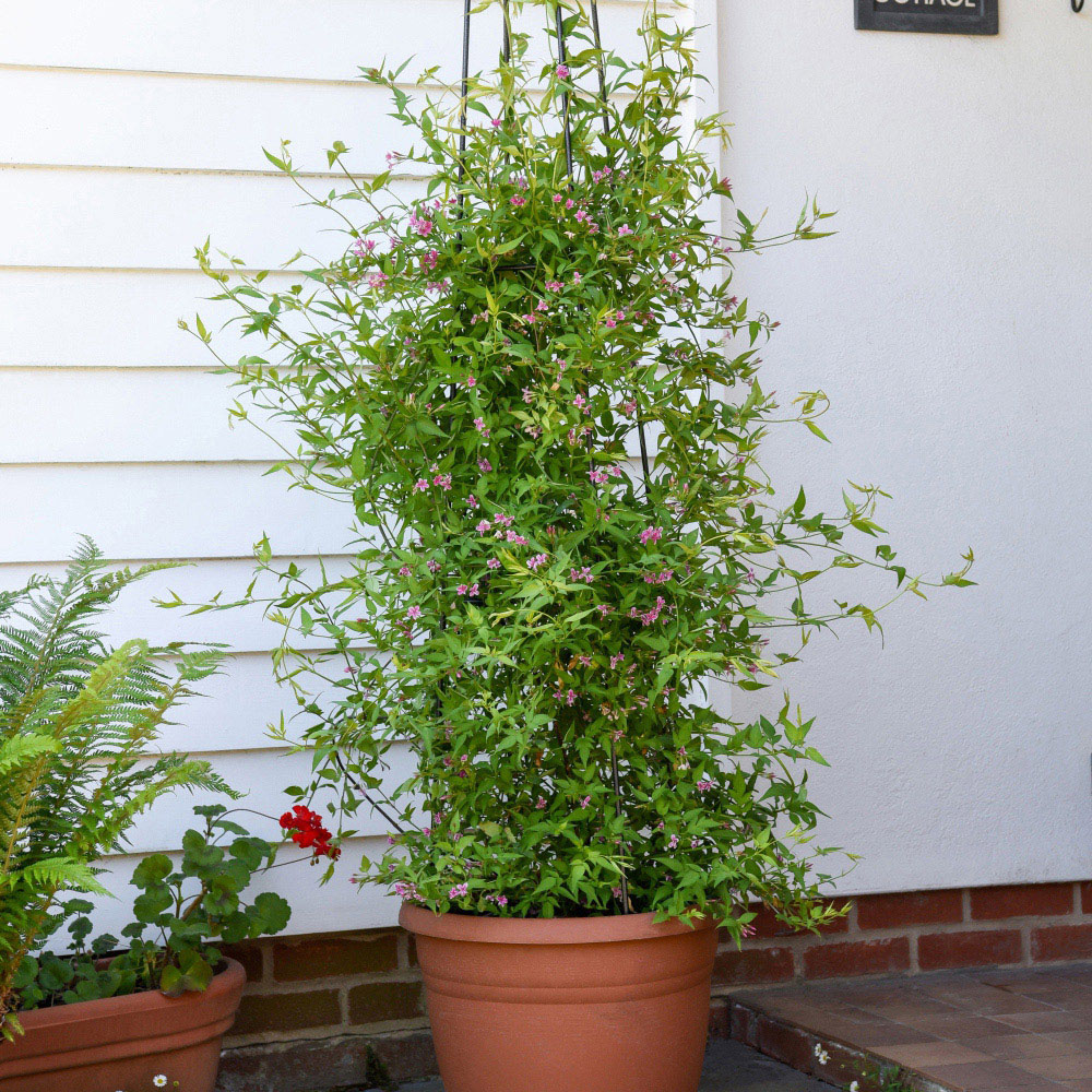 Thompson and Morgan Jasminum Starry Starry Summer Scent Plant Pot 9cm 2 Pack with Tower pot Image 5