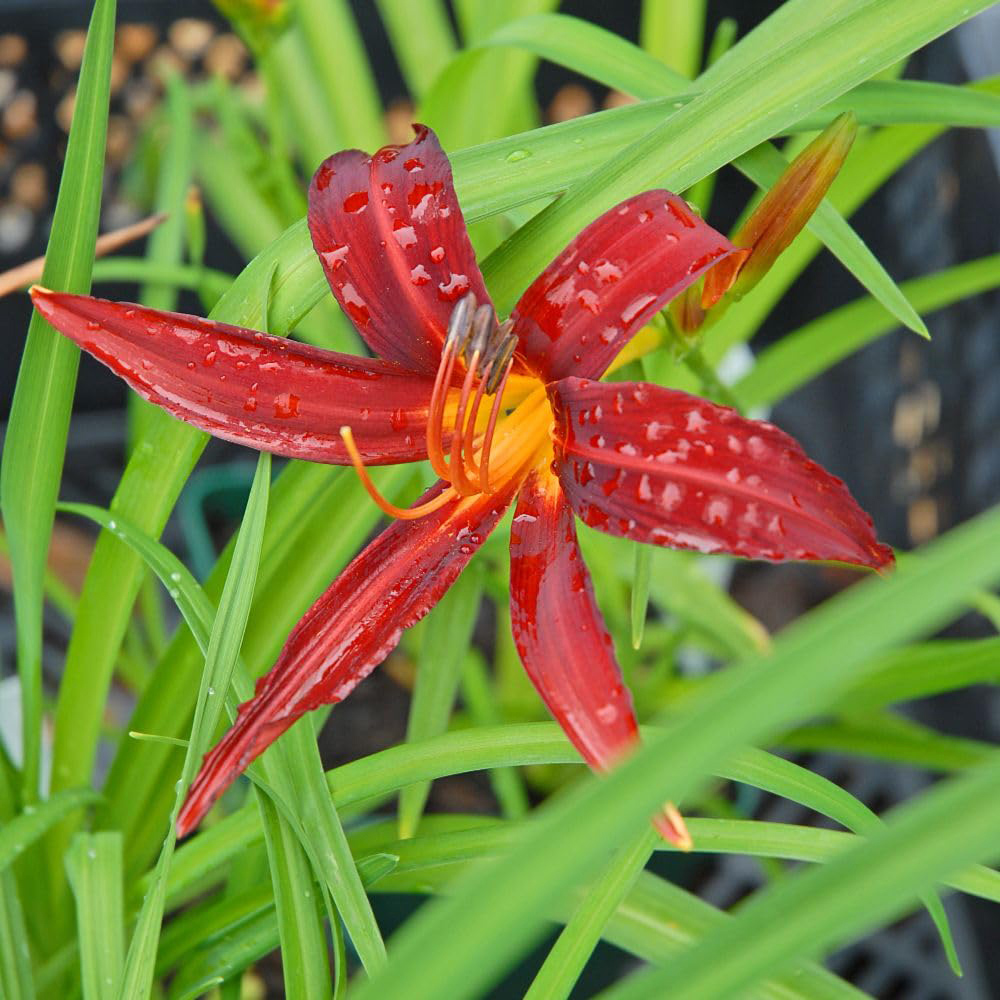 Thompson and Morgan Hemerocallis Crimson Pirate Plant Pot 9cm 2 Pack Image 3
