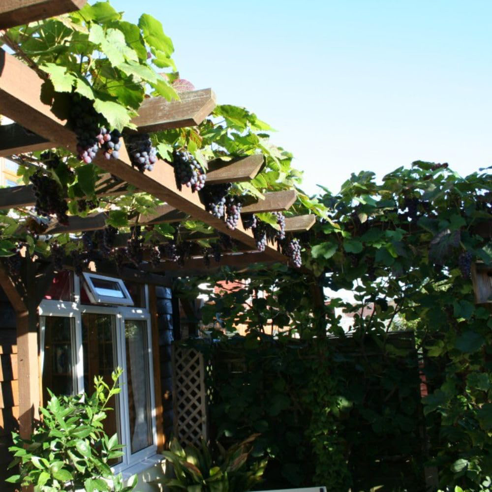 Thompson and Morgan Grape Collection Plant Pot 2L 2 Pack Image 3