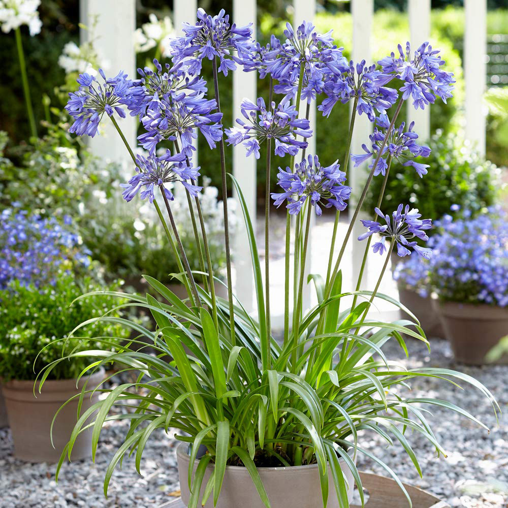 Thompson and Morgan Agapanthus Ever Sapphire Potted Plant 9cm 2 Pack Image 2
