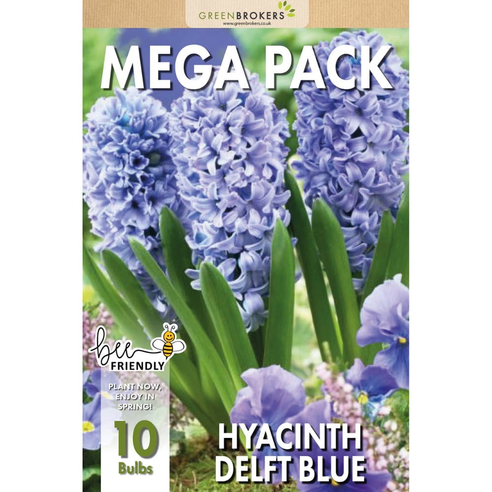 GreenBrokers Dutch Delft Blue Hyacinth Bee Friendly Planting Bulb in Gift Bag 10 Pack Image 2