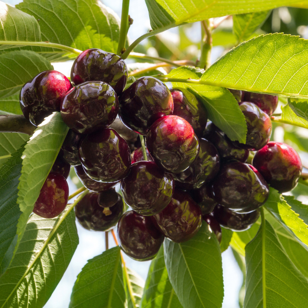 Thompson and Morgan Cherry Prunus Sunburst Colt Low Stem Plant Pot 24cm Image 2
