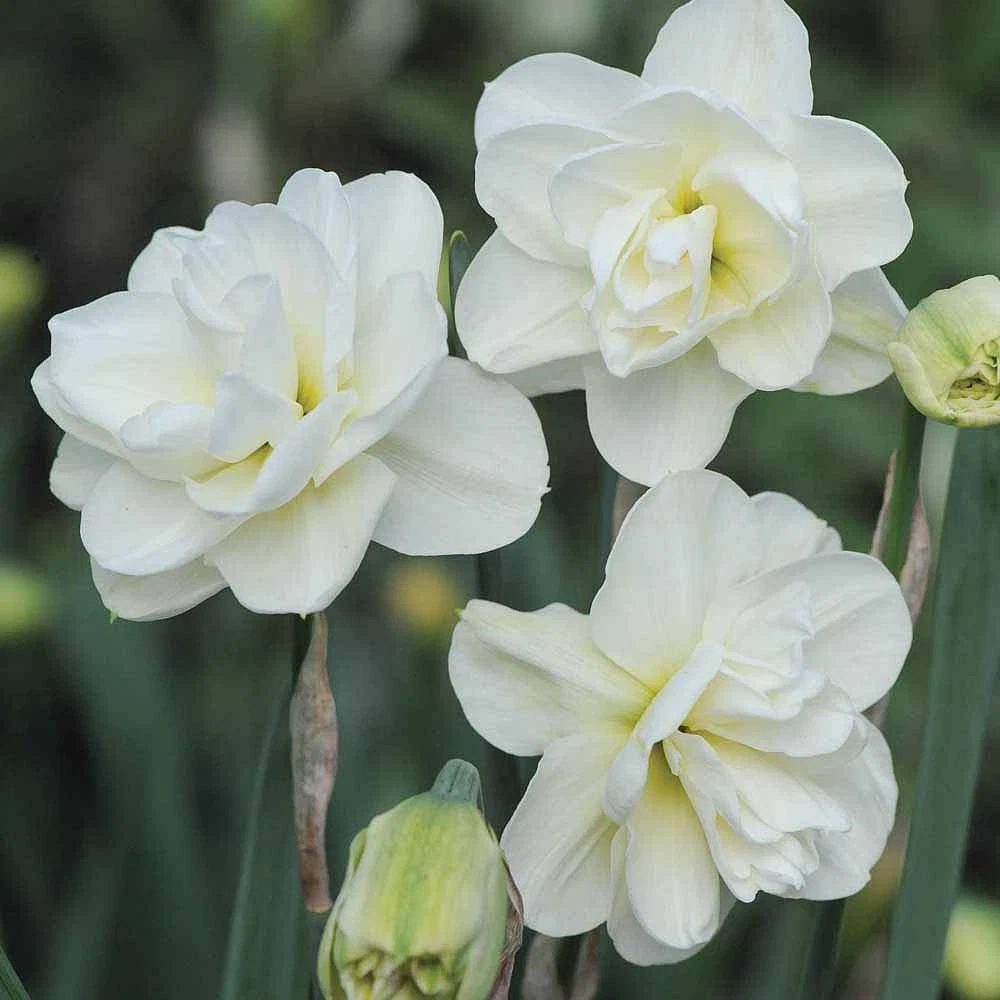 Thompson and Morgan Daffodil Rose of May Improved Spring Planting Bulb 16 Pack Image 5