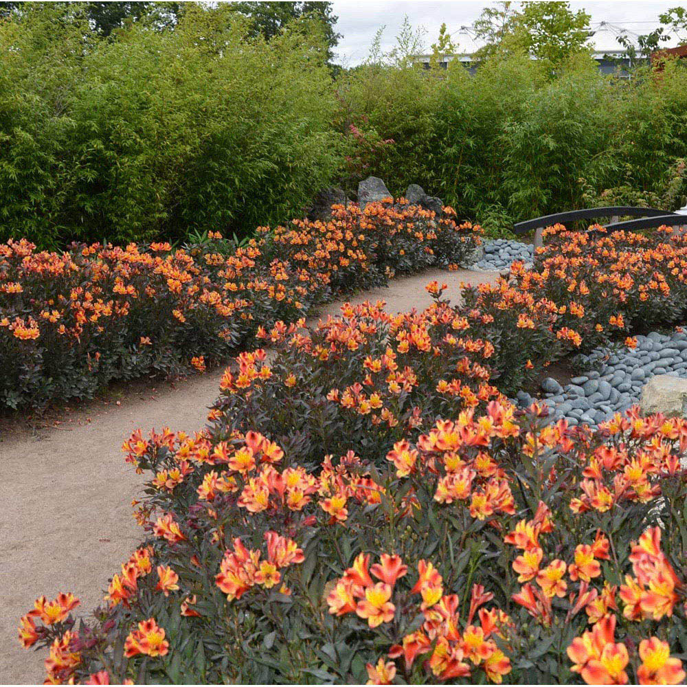 Thompson and Morgan Alstroemeria Indian Summer Jumbo Plug 3 Pack Image 3