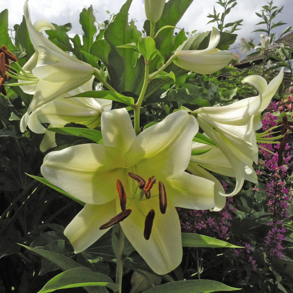 Thompson & Morgan Tree Lily Yellow Rocket Planting Bulb 3 Pack Image 2