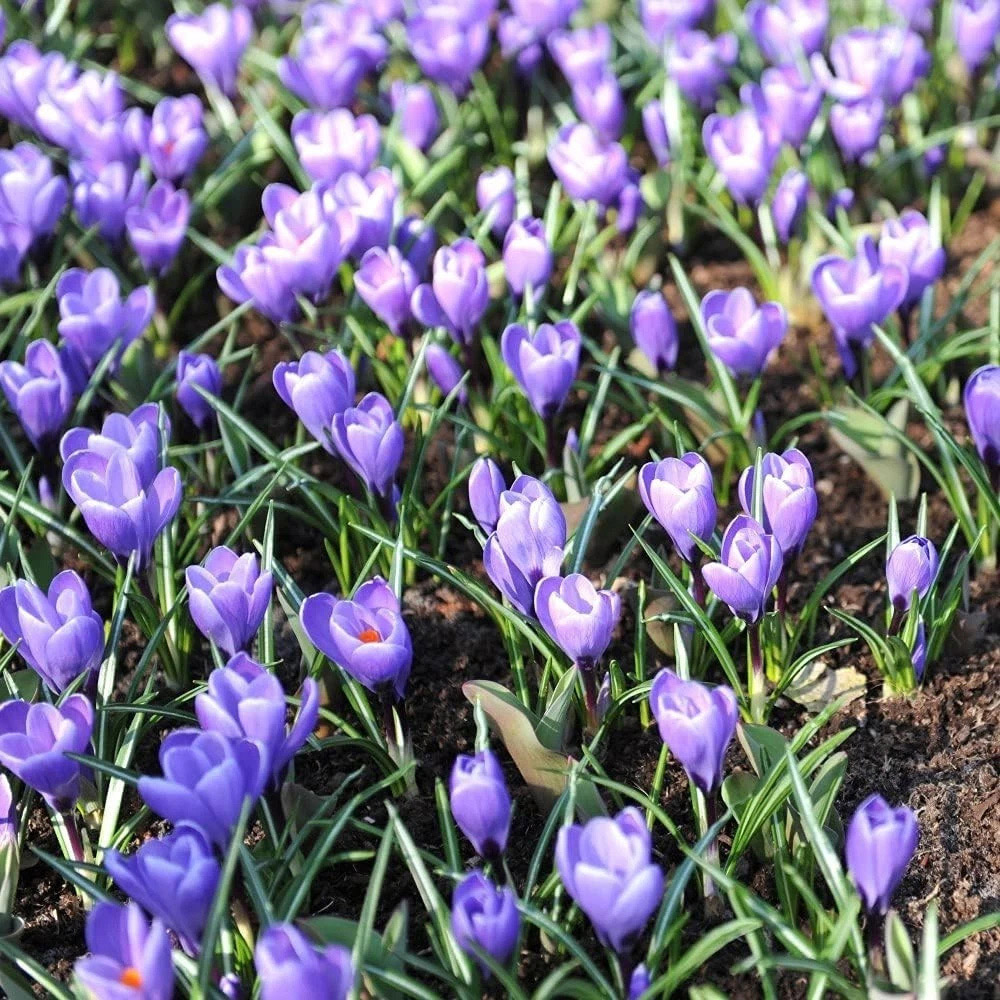 Thompson and Morgan Crocus Grand Maitre Planting Bulb 16 Pack Image 3