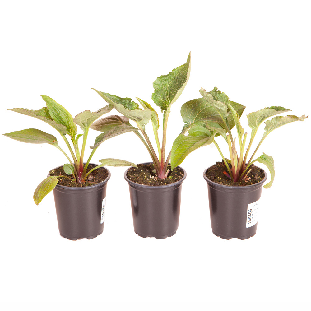 YouGarden Heliopsis Funky Spinner Plant Pot 3 Pack Image 3