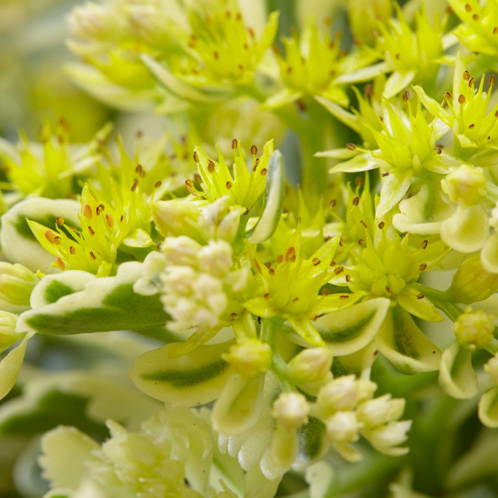 Thompson and Morgan Sedum Atlantis Potted Plant 9cm 5 Pack Image 6