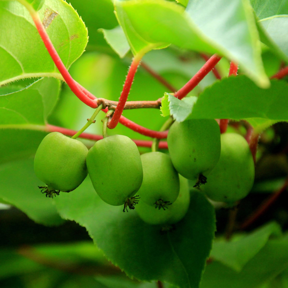 Thompson and Morgan Actinidia Kiwi Arguta Geneva Plant Pot 15cm 3 Pack Image 5