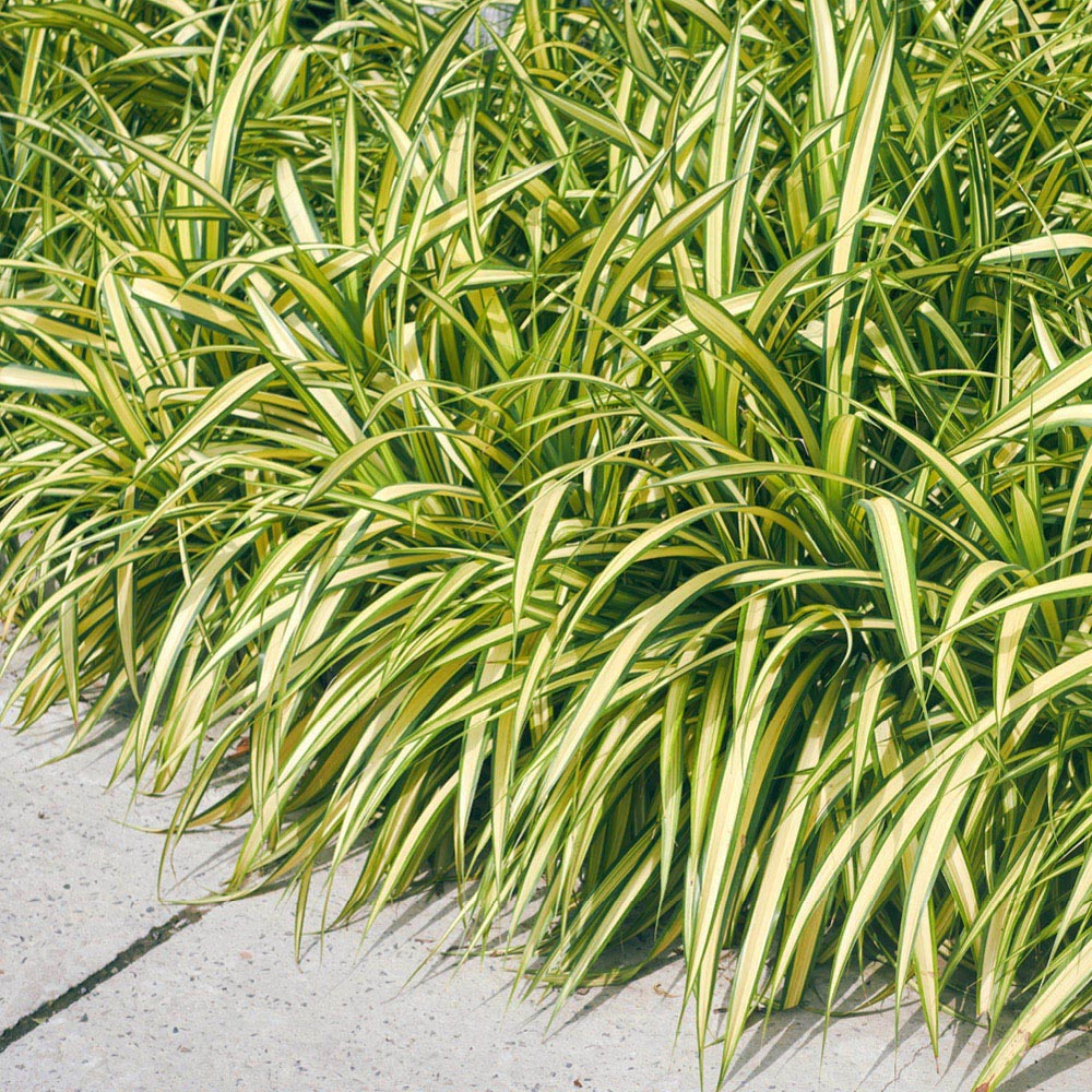 Seege YouGarden Japanese Sedge Grass Carex Evergold Plant Pot 9cm 3 Pack ...
