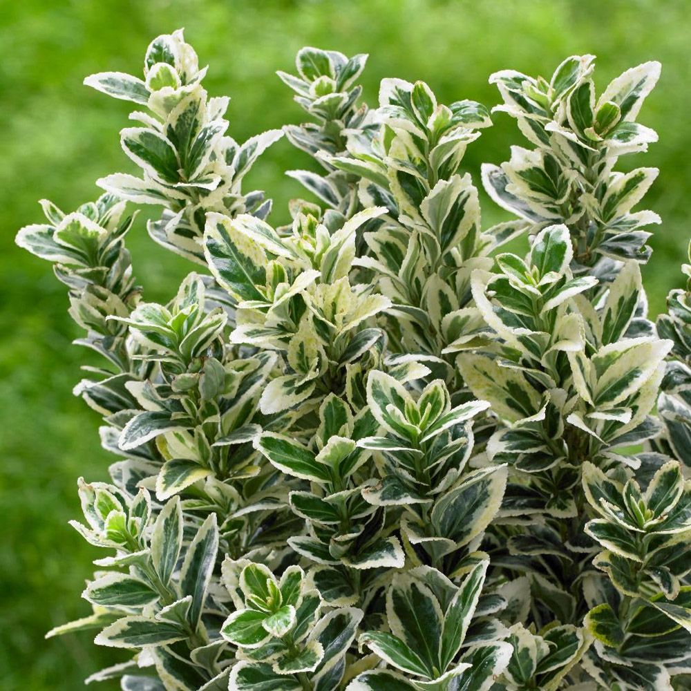 Thompson and Morgan White Spire Euonymus Japonicus Plant in Pot 9cm Image 3