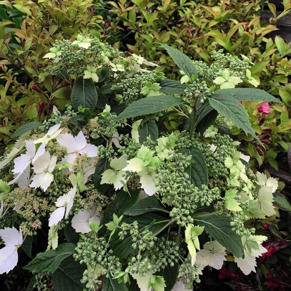 Thompson and Morgan Hydrangea Cloud Nine Plant Pot 9cm Image 2