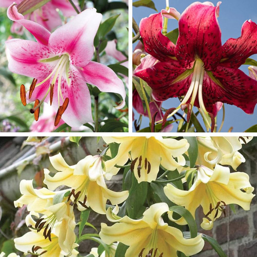 Thompson and Morgan Tree Lily Collection Planting Bulb 12 Pack Image 1