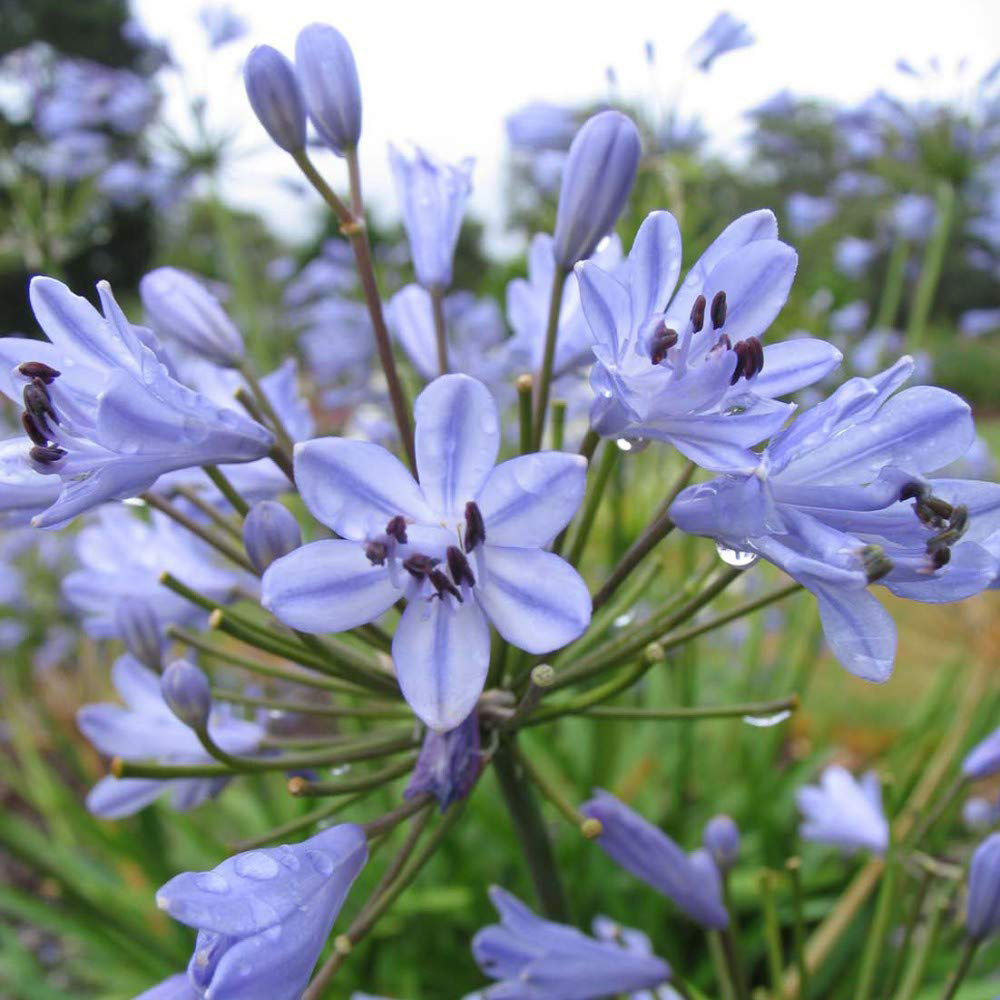 Thompson and Morgan Agapanthus Blue storm Plant Pot 3.5L 2 Pack Image 3