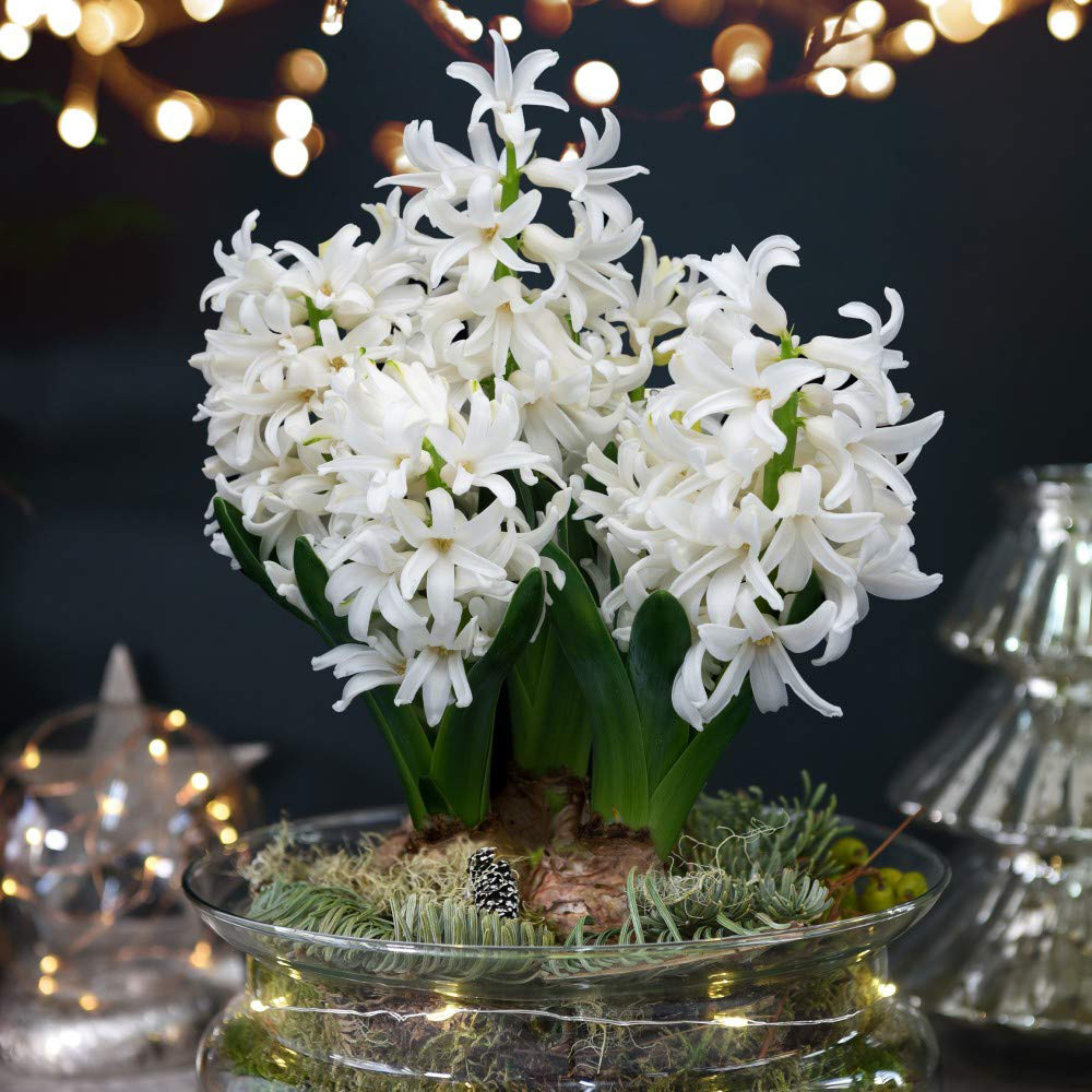 Thompson and Morgan Christmas Gift 3 Hyacinth in Lit Glass Bowl Image 3