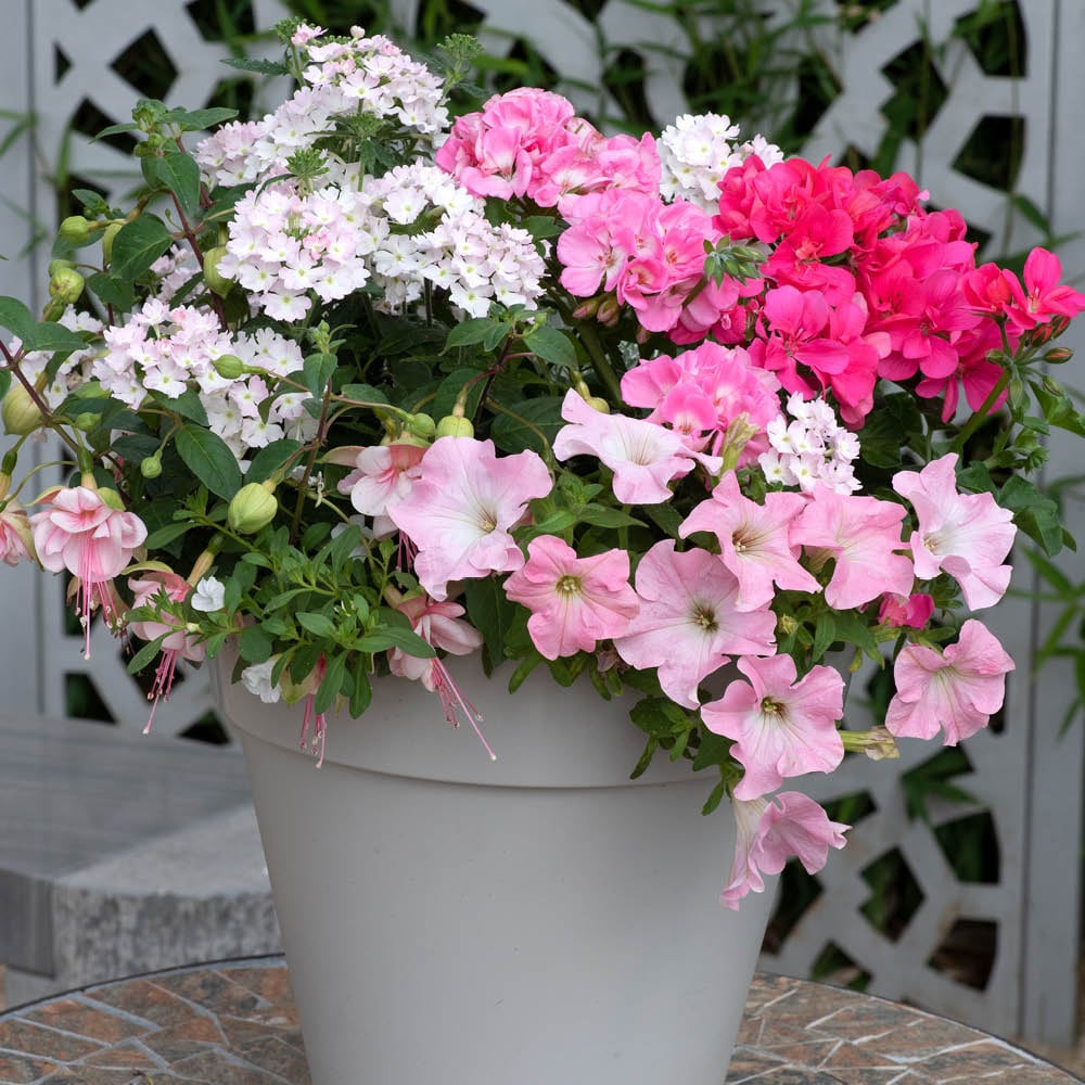 YouGarden Preplanted Bridal Bouquet Patio Pot 32cm 2 Pack Image 2