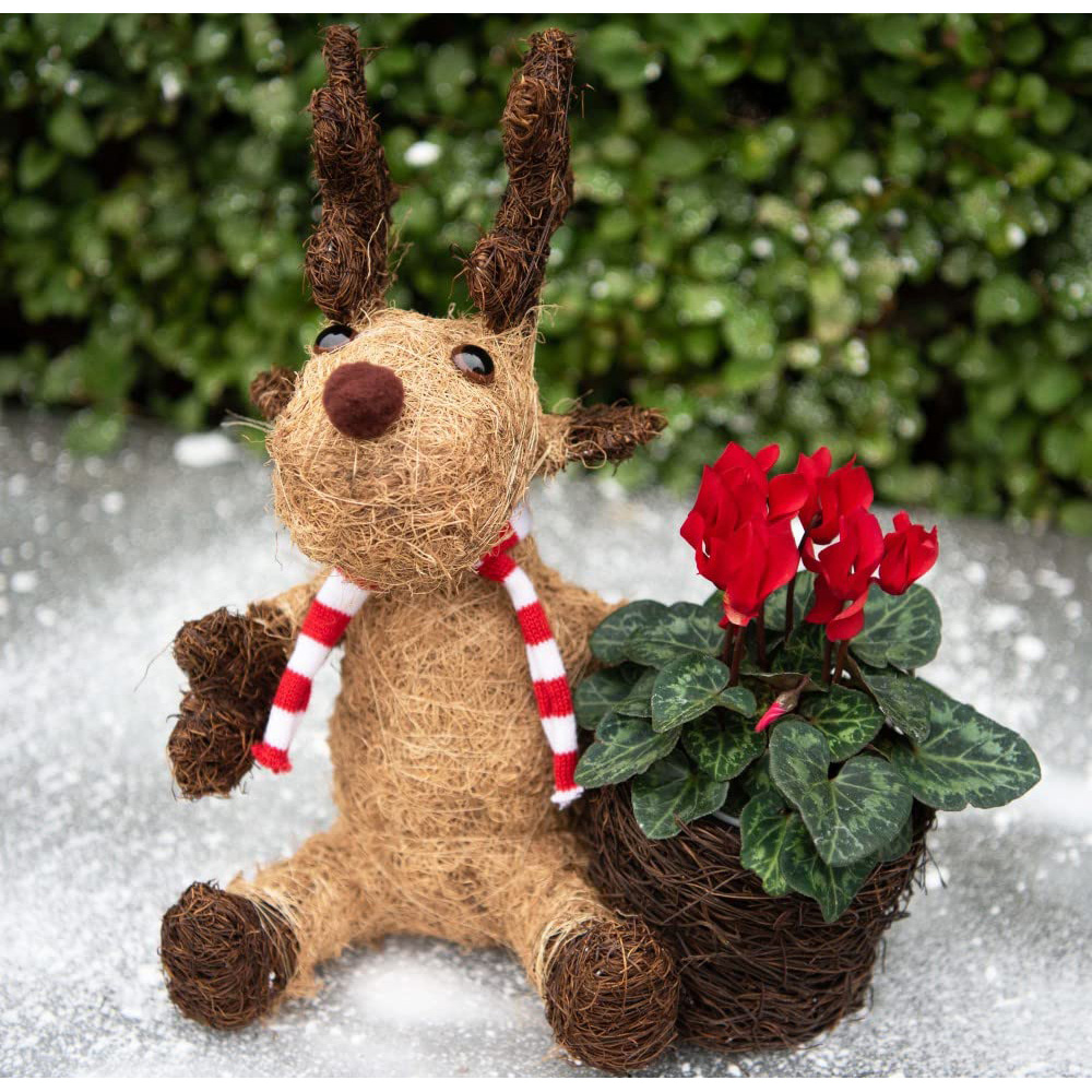 Thompson and Morgan Christmas Gift Cyclamen Red Plant in Cocoa Moose Planter 9cm Image 2
