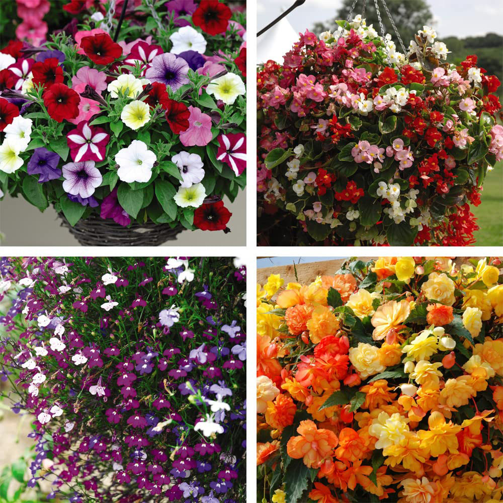 Thompson and Morgan Garden Ready Basket Collection Garden Ready Plant 120 Pack Image 1