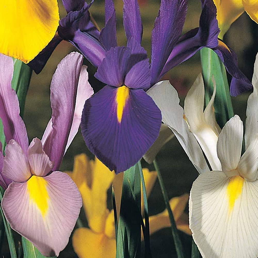 Thompson and Morgan Iris Dutch Mixed Bulbs Size 06/07 100 Pack Image 4