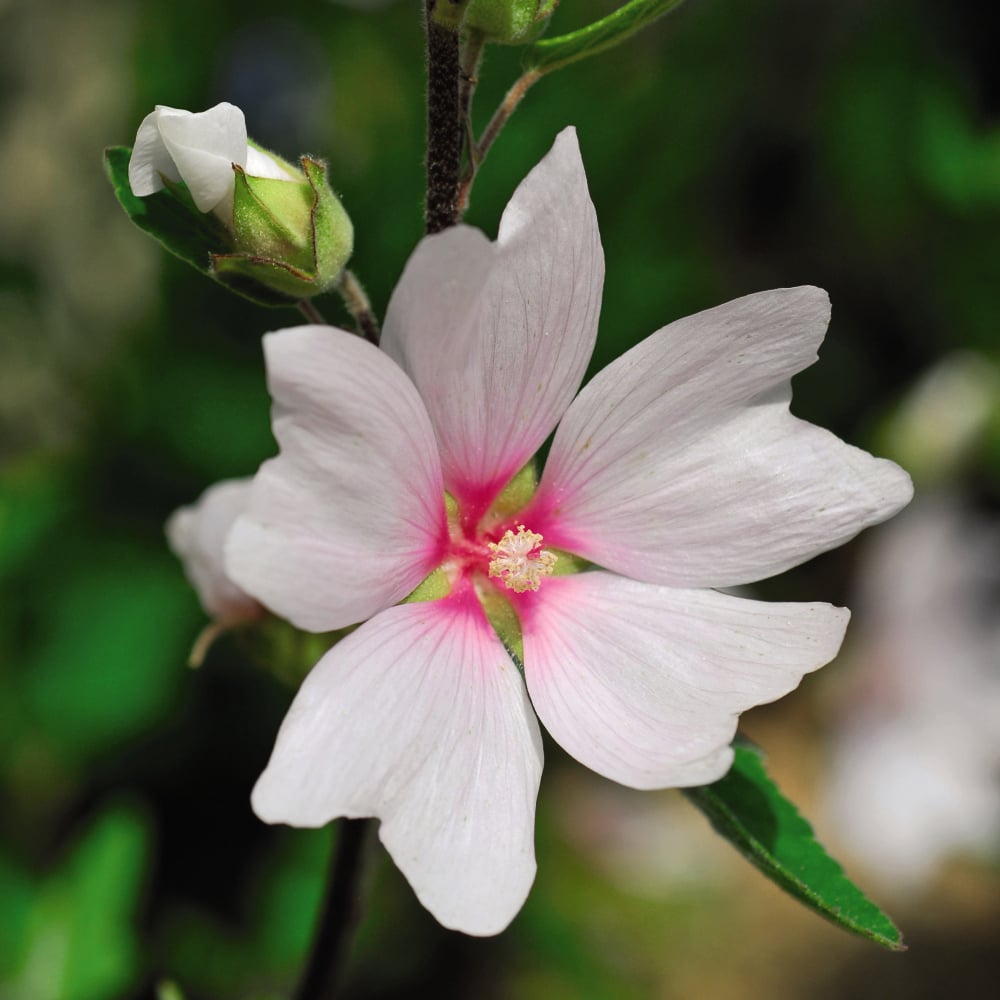 Thompson and Morgan Lavatera Barnsley Baby Plant Pot 9cm 4 Pack Image 2