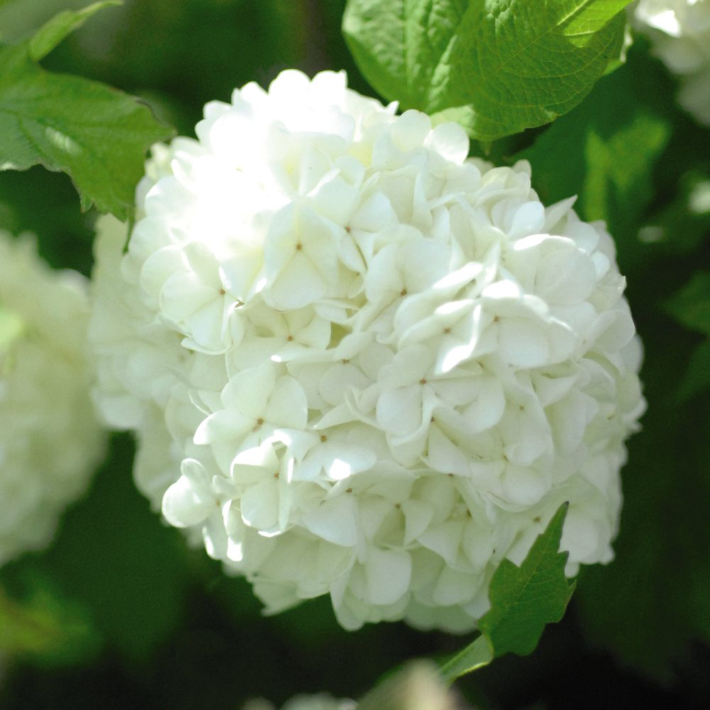 Thompson and Morgan Viburnum Opulus Roseum Hardy Outdoor Plant Pot 3.6L 2 Pack Image 3