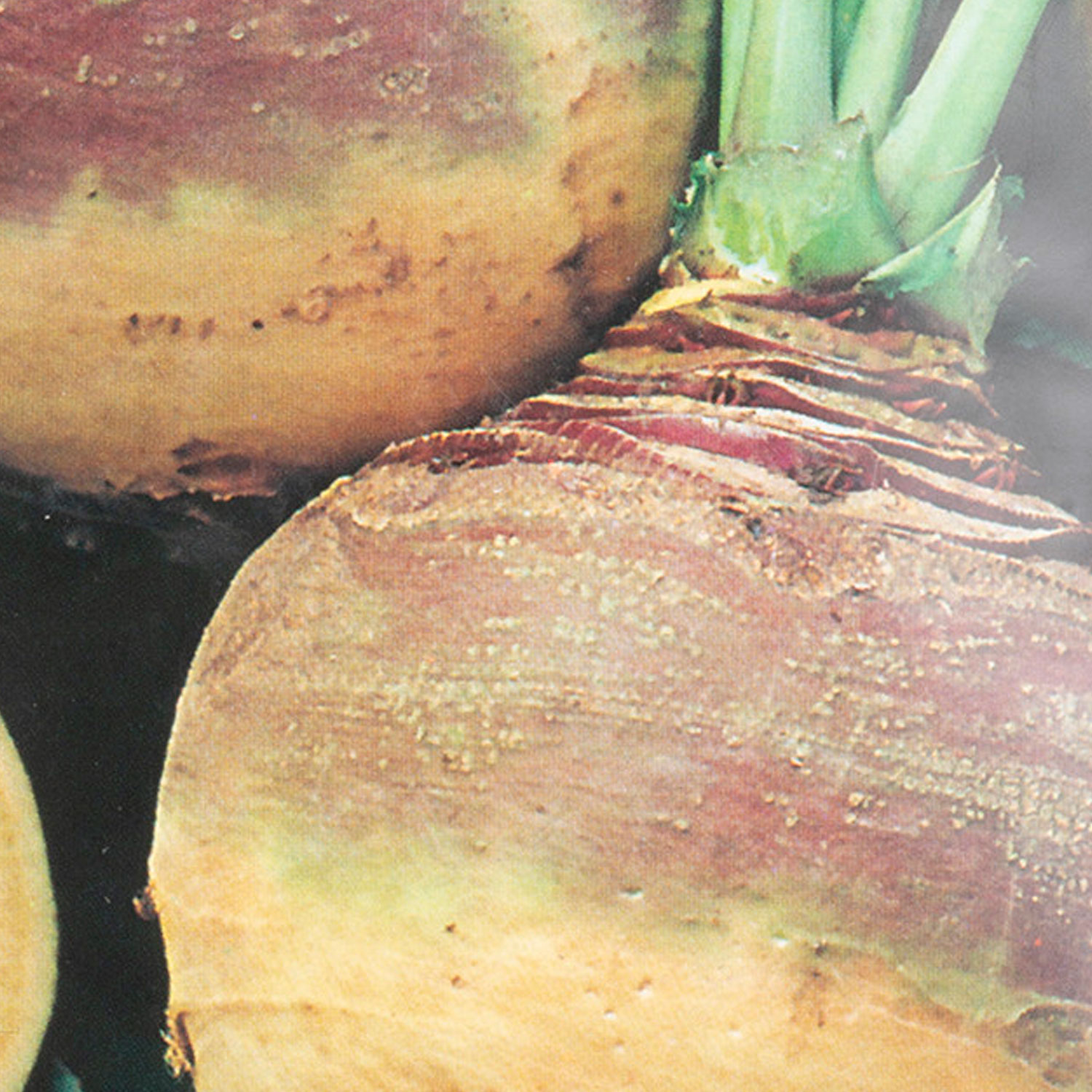 Johnsons Swede Seeds Image 1