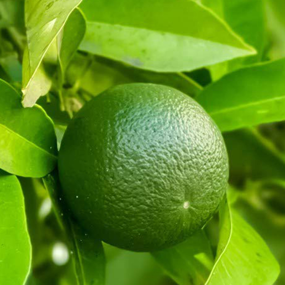 Thompson & Morgan Citrus Lime Tree Potted Plant Image 1