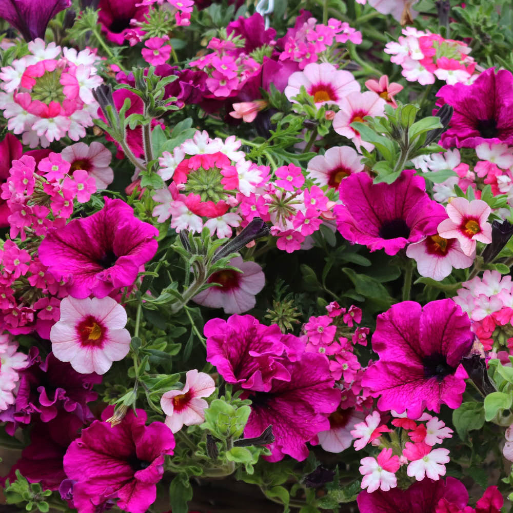 YouGarden Preplanted Eton Mess Rattan Hanging Basket 35cm 2 Pack Image 1