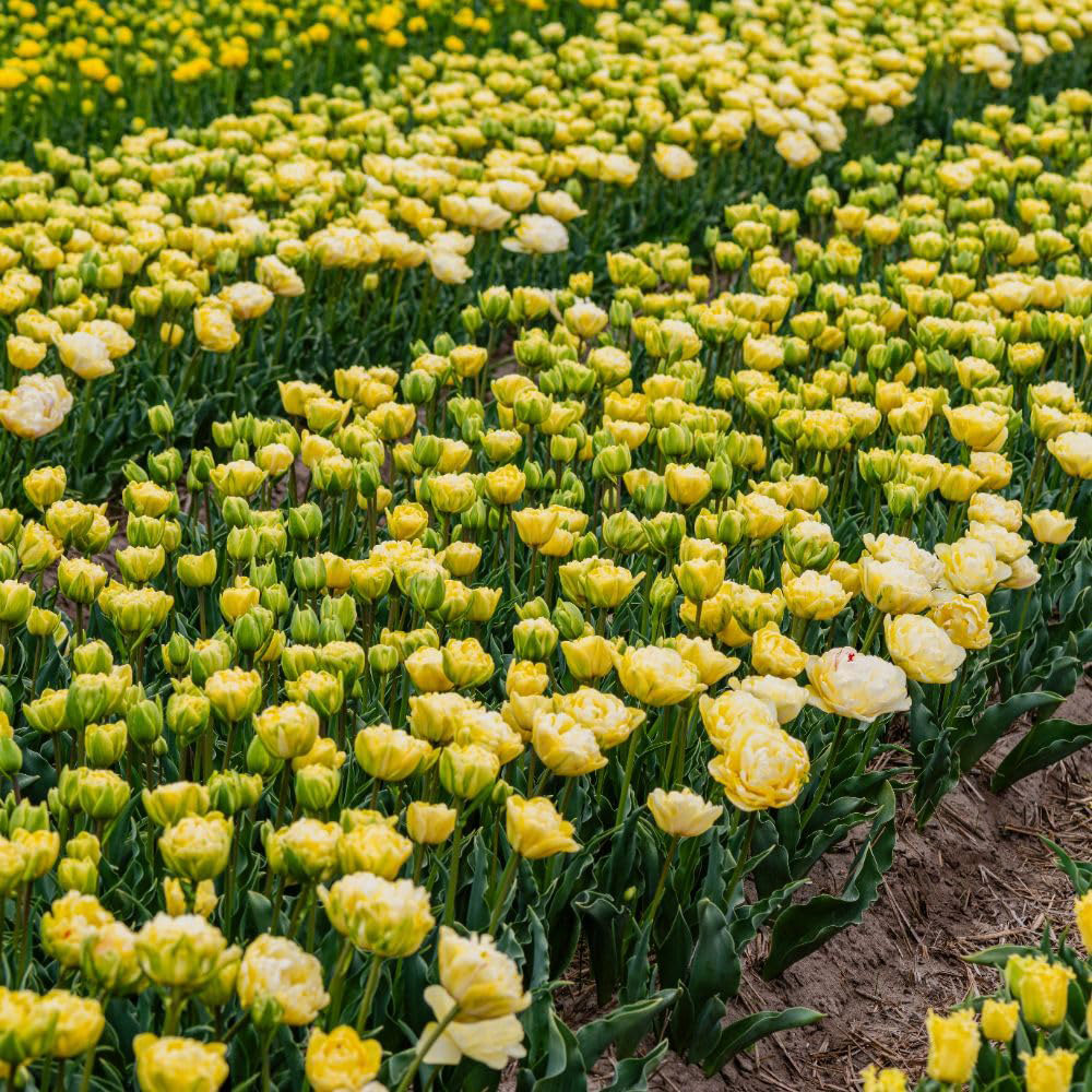 Thompson and Morgan Tulip Wedding Dream Planting Bulb 16 Pack Image 6