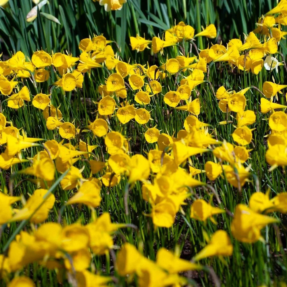 Thompson and Morgan Daffodil Bulbicodum Planting Bulb 8 Pack Image 3
