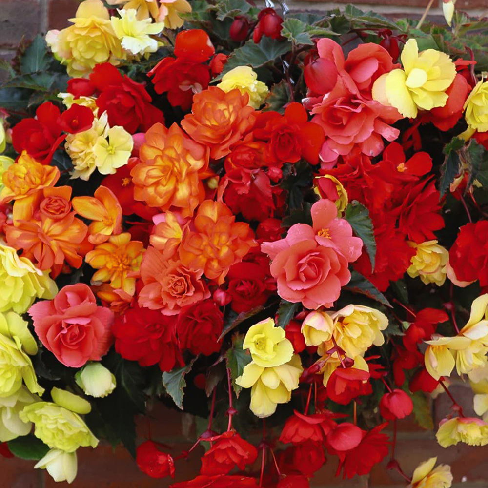 Thompson and Morgan Begonia Illumination Mixed Garden Ready Plant 15 Pack Image 3